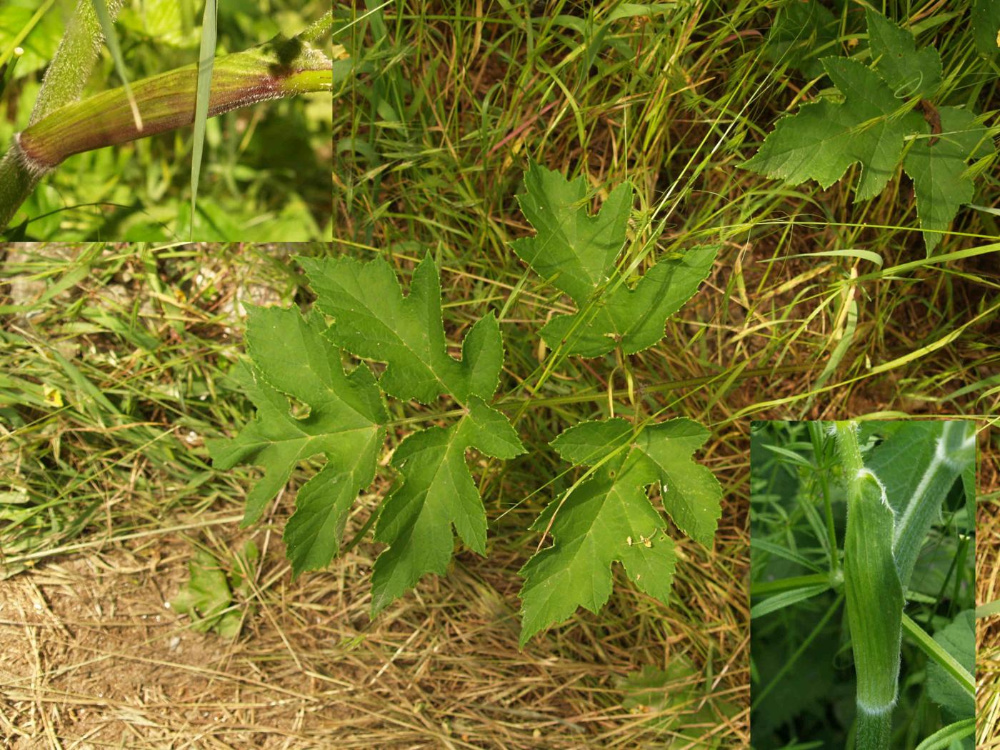 Hogweed, [Siberian] leaf